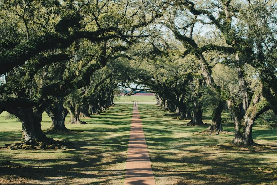 types of oak trees in florida | Exploring Florida's Diverse Oak Tree Species