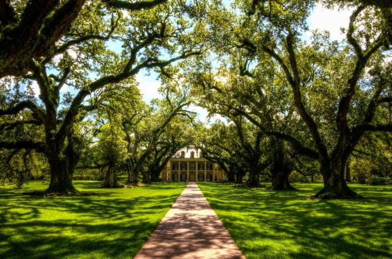 Photo Live oak