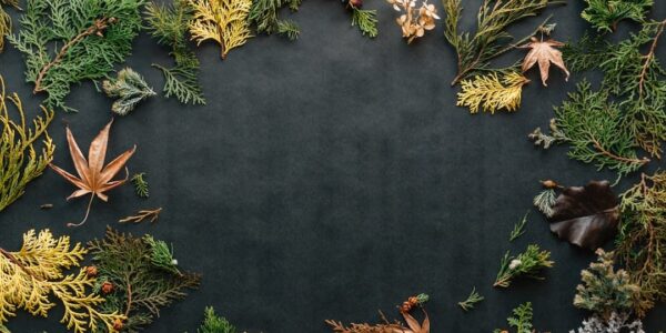 Photo Tree removal